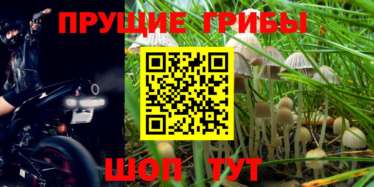 Дербент  Псилоцибиновые грибы GOLDEN TEACHER  Вход с VPN 